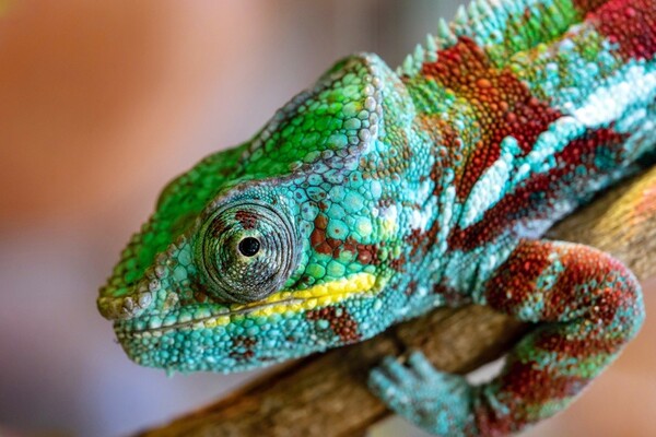 Caméléon